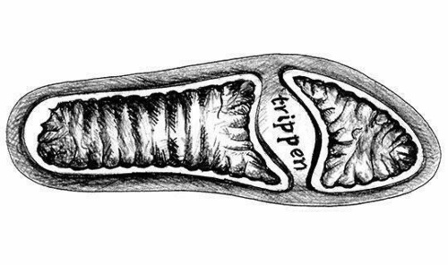 Trippen Penna Sole